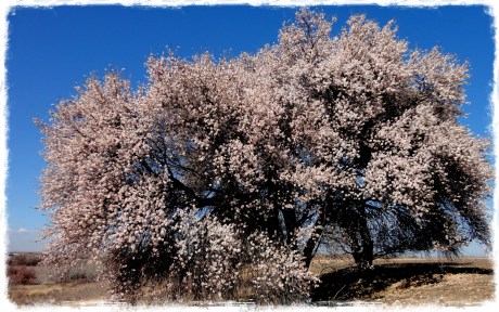 Primavera adelantada en los campos mallorquines