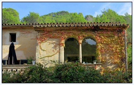 VENTANA GEMINADA Y ENREDADERA