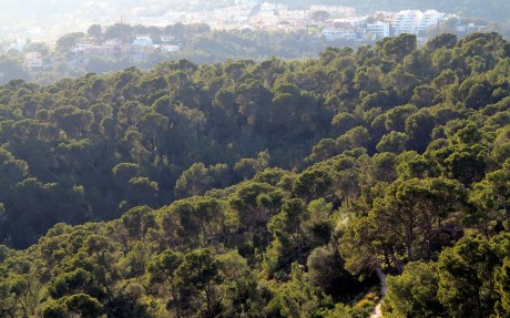 Bosque de pinos de Bellver