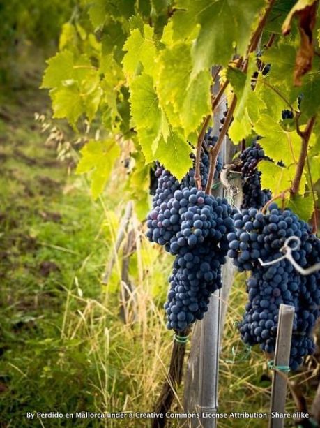 GRAPES IN THE VINEYARD-001