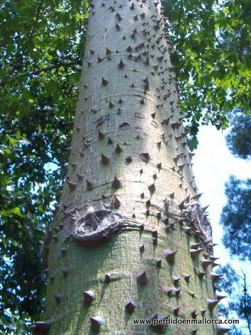 palo_borracho_tronco_f_santos