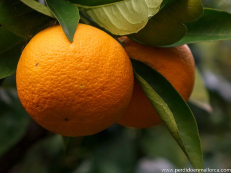 NARANJOS