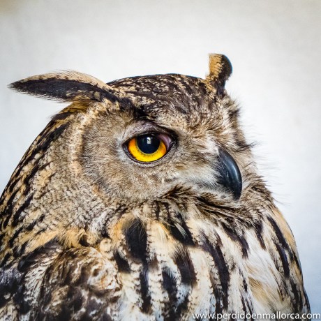 Castillo_Capdepera_12