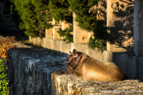 Calles_Valldemossa_10