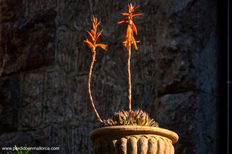 Calles_Valldemossa_12