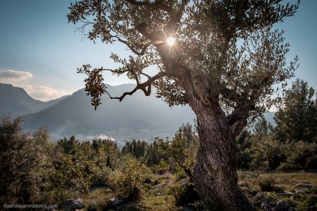 02_Soller_desde_Fornalutx_IG